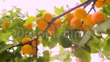 手从木头男孩手中拔出杏子，手中拔出成熟的杏子。 孩子手工采摘成熟的水果。 成熟多汁的杏