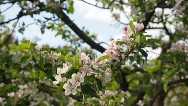 粉红色的苹果花开在花园的高清视频