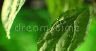 宏观的。 水滴。 水滴叶环保平衡绿色自然。 早晨的露水滴在叶子上