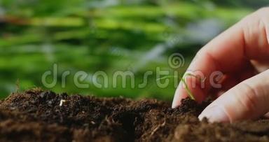 手播种子入土.. 农民在种植蔬菜或植物种子之前检查土壤健康的专家手