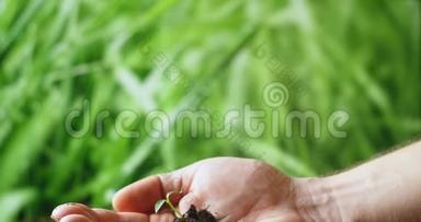 幼树在女人手中发芽。 农业和环境保护的概念。 手中的青苗..
