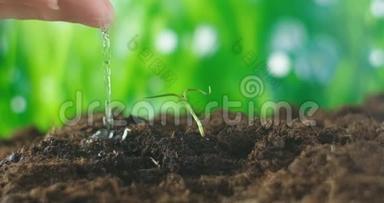 用手浇灌一株幼苗.. <strong>爱护环境</strong>.. 拯救和保护<strong>绿色</strong>植物。 大型特写