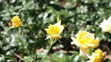 黄色玫瑰花在花园的高清视频