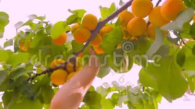 手从木头男孩手中拔出杏子，手中拔出成熟的杏子。 孩子手工采摘成熟的水果。 成熟多汁的杏