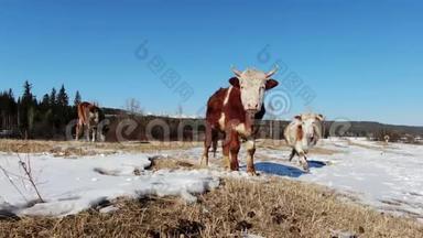 许多奶牛在北部田野上靠近，在4K山间行走。