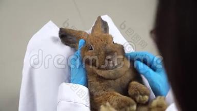 兽医把一只兔子抱在腿上，试图打开兔子老鼠，检查牙齿