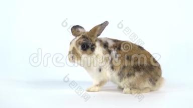 可爱的三只彩色兔子站在两条腿上，在工作室里嗅着白色的背景。 慢动作