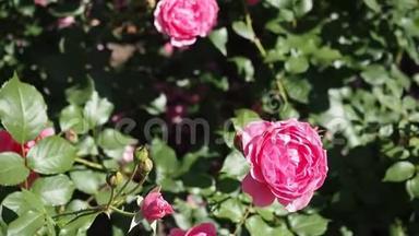 高清电视中花园的粉红玫瑰花