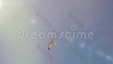 一对海白鸟飞到其他温暖的地方。 美丽的海鸥骄傲地在天空中翱翔