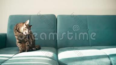 一只塔比家猫坐在蓝色沙发上刷外套。