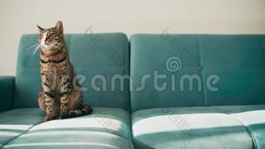 一只塔比家猫坐在蓝色沙发上刷外套。