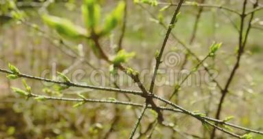 年轻<strong>清新</strong>的春叶.. 薄树枝，自然背景上有新鲜的绿叶。 天气晴朗