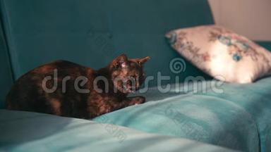 美丽的混色猫，在晴天睡在蓝色沙发上..