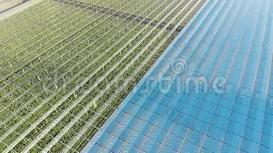 农业，农业产业，农业理念.. 有一大排绿色植物的温室。