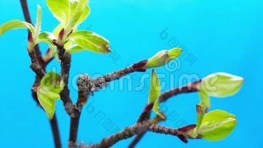 小叶生长，在树枝上生长，发芽过程，进化，春季时间流逝，杵，雌花