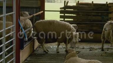 两只白色孕妇羊|准备在英国上市
