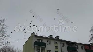鸟儿的鸟群在城里的房子里盘旋，发出<strong>清脆</strong>的声音