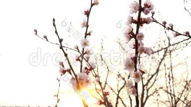 <strong>一枝一枝</strong>盛开的杏树或樱桃树，在夕阳中随风摆动在花园里。 又亮了。 特写镜头。
