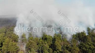 大片森林正在燃烧.. 空中大规模森林火灾。 火在松林中从高处眺望.. 飞行飞行