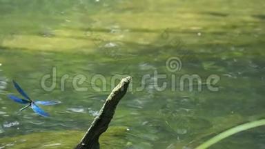 蜻蜓美丽的蓑羽笠翁在水流上缓缓地特写。 减速16次