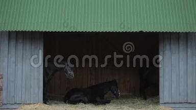 一匹黑马在马厩的黑暗背景下，躺在牧场的<strong>敞开大门</strong>的干草上