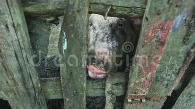 大型好奇的肮脏的成年猪鼻子通过木制围栏看镜头