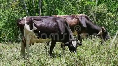 两头大型家奶牛在夏季绿茵场上吃鲜草