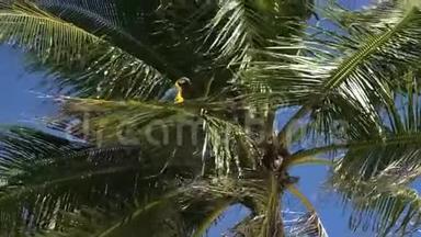 在风中摇曳的椰子树枝上的麦考鸟