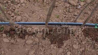 一个农场用有机农场灌溉覆盆子的移动镜头一个农场用逐滴系统<strong>节约用水</strong>