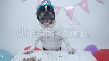 宠物在家的生活。搞笑狗狗生日视频-白色背景下漂亮的法国斗牛犬吃肉饼庆祝生日
