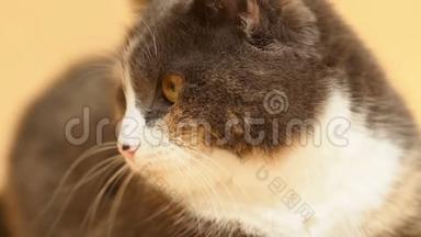 可爱的烟熏猫脸与白领在工作室黄色背景，严肃的家庭宠物与胖嘟嘟的脸颊