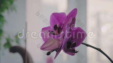 阳台上的窗台上盛开着绚丽的紫色兰花