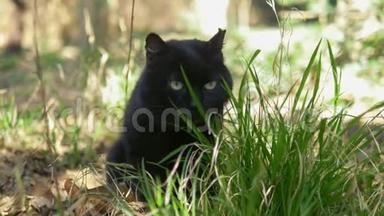 黑猫坐在树下的草地上。 特写