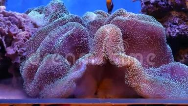 水下世界美丽的海花