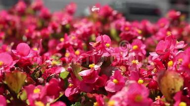 粉红色的花在花坛里沙沙作响。