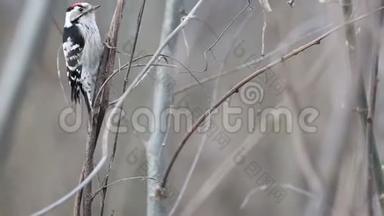 小斑点啄木鸟正在树枝上寻找食物
