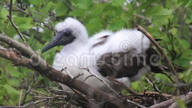 厄瓜多尔加拉帕戈斯国家公园Genovesa岛上的红脚诱杀鸟
