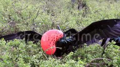 厄瓜多尔加拉帕戈斯国家公园吉诺维萨岛上的雄大箭鸟
