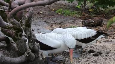 厄瓜多尔加拉帕戈斯国家公园热诺维萨岛鸟巢上的纳斯卡潮