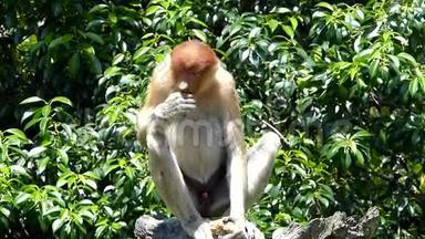 马来西亚婆罗洲沙巴拉巴克湾的一棵树上坐着一只小雄猴