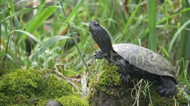 一只乌龟在欣赏和观察环境的轻微移动镜头