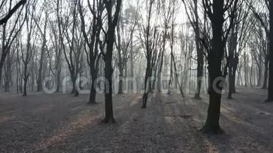 穿过恐怖神秘的雾气森林。 树木被薄雾和雾气包围。 空中万向节无人机镜头