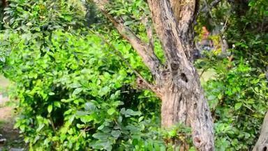 棕色森林树干。 环境中的绿色苔藓热带森林。 动物野生动物自然环境。 前景。