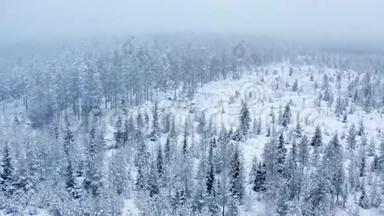 呼吸在平静的雪中飞过年轻的雪杉，松树。 冬时，风景秀丽.. 童话森林冻结瑞典