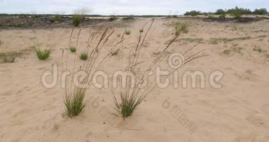 沙丘景观与一些植被