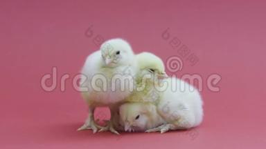 三只有趣的小鸡。 毛茸茸的复活节小鸡。 务农。 粉色背景