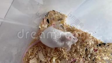 白色实验室白化病老鼠，红眼睛在塑料实验室容器里吃一些食物，里面装满了木屑