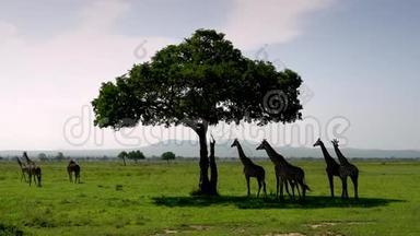 <strong>野地</strong>里，一群长颈鹿站在树下
