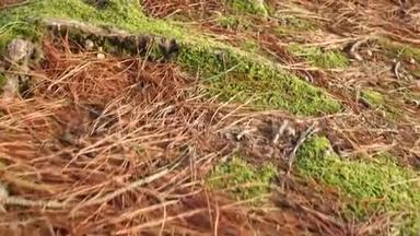 大的纹理松根扭曲与苔藓和散布干燥的红针