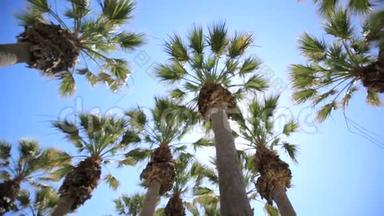 太阳下的棕榈枝。 在阳光明媚的小岛上休息.. 美好暑假的概念..